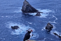 Puffin