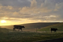 cows